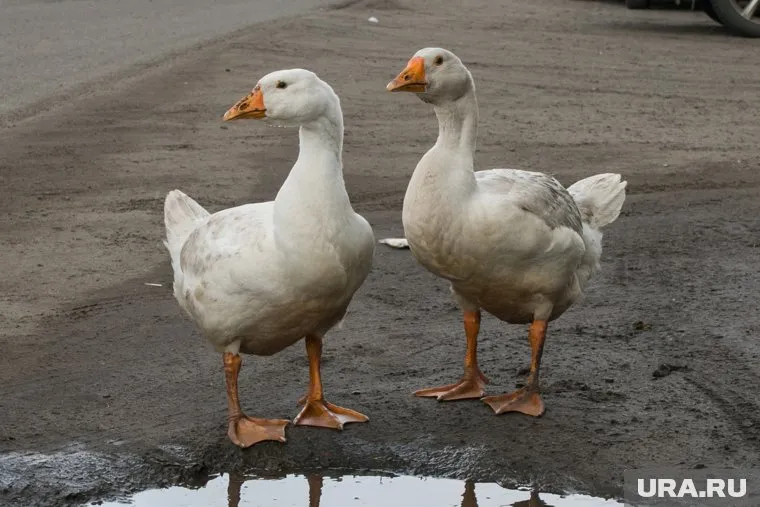 Племзавод «Махалов» получил убытки, так как снизил объем производства птицы