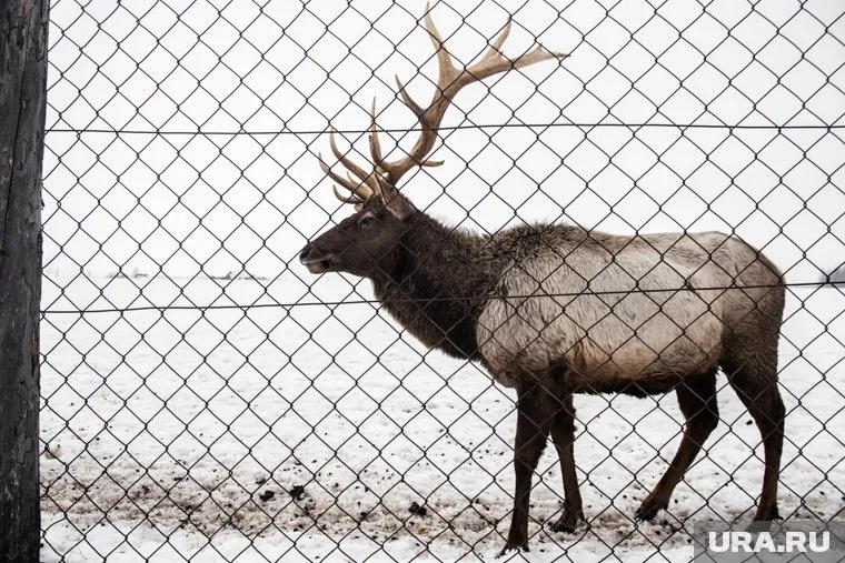 Оленеводы начинают перегонять стада на зимние пастбища с 20 ноября
