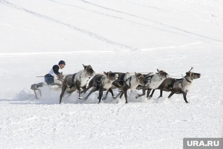 День оленевода в Русскинской перенесли из-за карантина