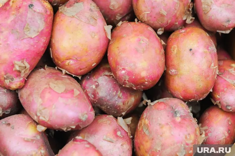 Собранного в Челябинской области картофеля хватит жителям региона и для экспорта в Узбекистан