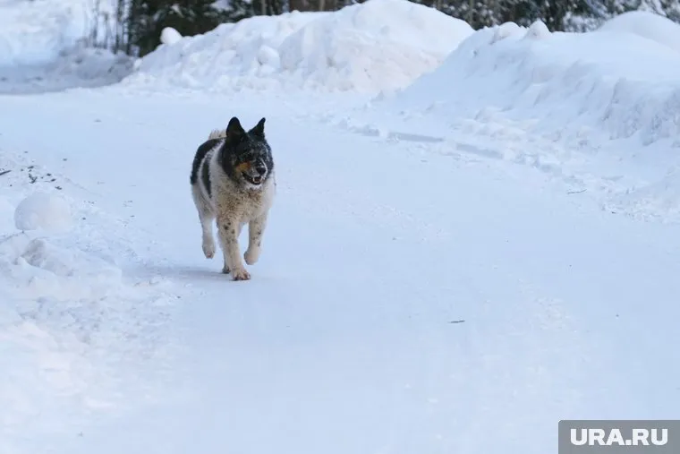 Собака напала на медицинскую бригаду, приехавшую на вызов в с. Армизонское
