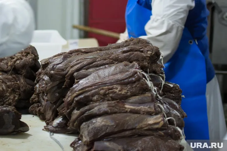 Ожидаемая производительность будущего цеха — 450 тонн оленины в год