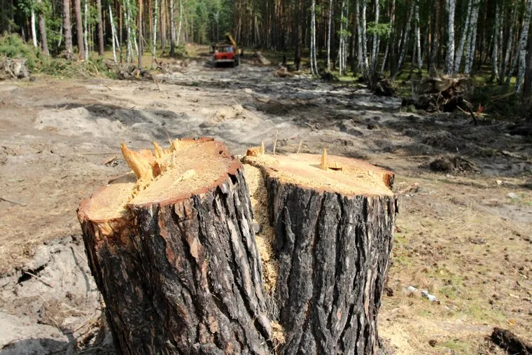 Вырубка лесаКГСХА Курганская область, вырубка леса, просека, пни