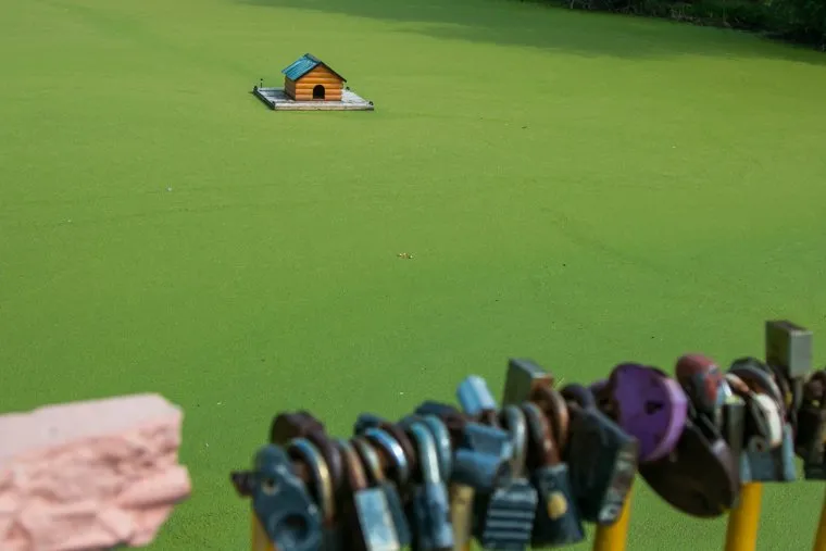 ЦПКиО города Кургана, речка битевка, цпкио, центральный парк культуры и отдыха кургана