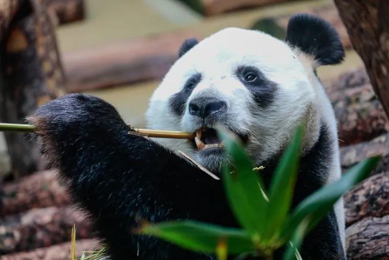 Животные и птицы Московского зоопарка. 30 мая 2024. Москва