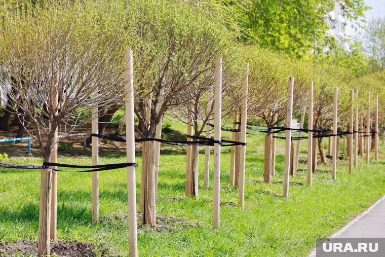 Около 13 тысяч деревьев высадили на Ямале в рамках двух всероссийских акций в 2025 году