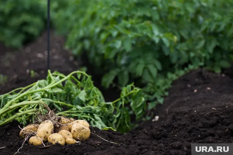 Для населения продают семена за 70 рублей за килограмм