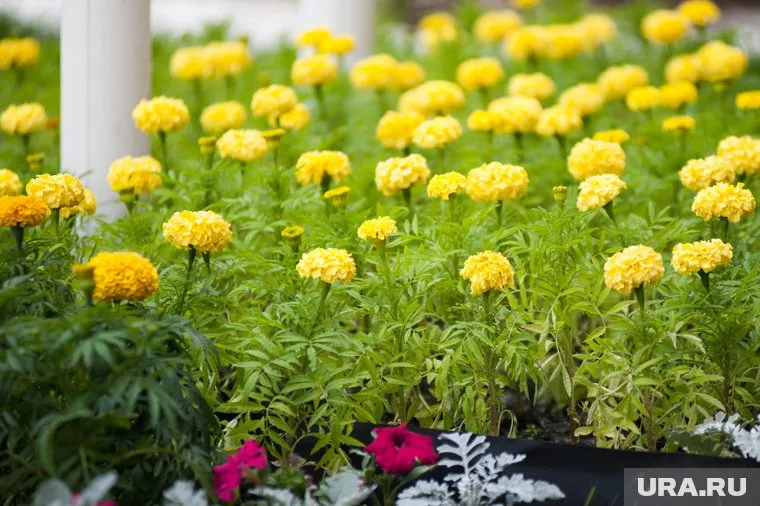 В мае можно высевать как семена, так и рассаду, выращенную дома