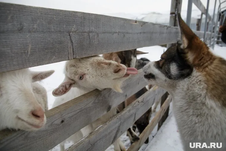 Фермер планирует наладить реализацию овощей и открыть киоск