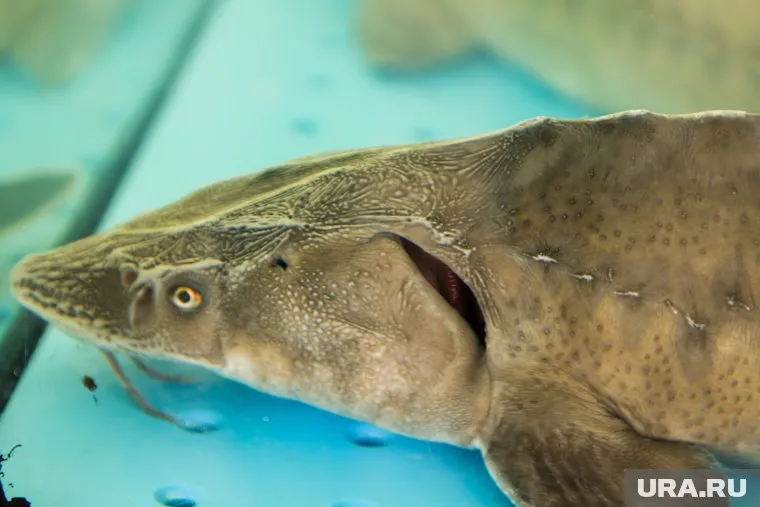 Откуда в Исети взялся гигант и почему он мертвый — загадка.