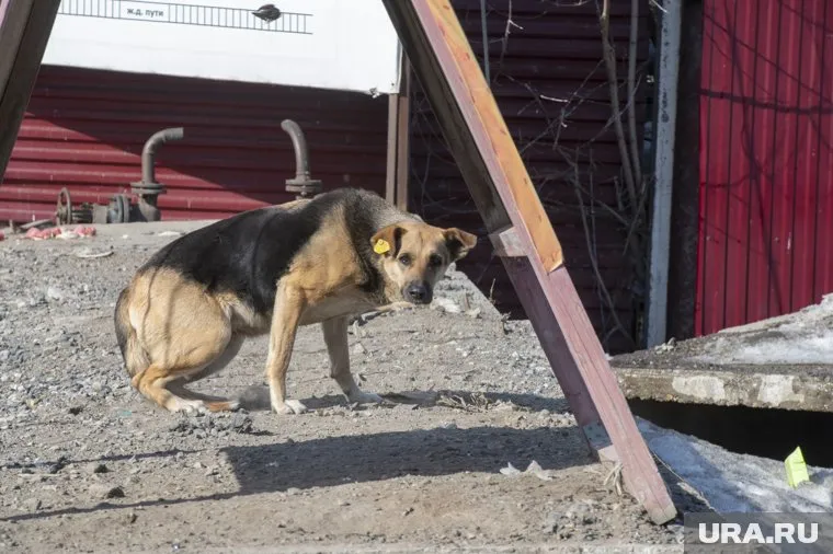 По словам местных обитателей, хозяйка мучает животных