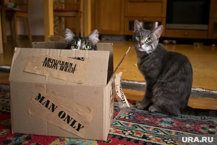 Для перевозки в автомобиле кошка должна находиться в удобном контейнер или перевозке 