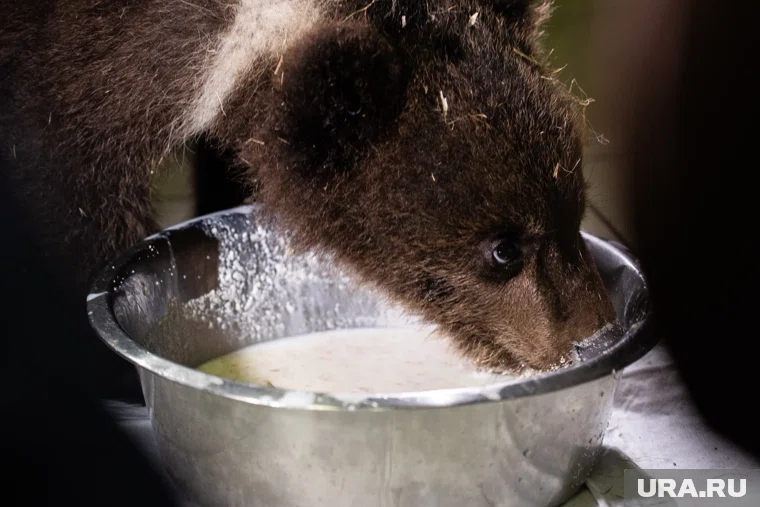 Животное выпустили в Соликамском заказнике, где растет клюква и брусника