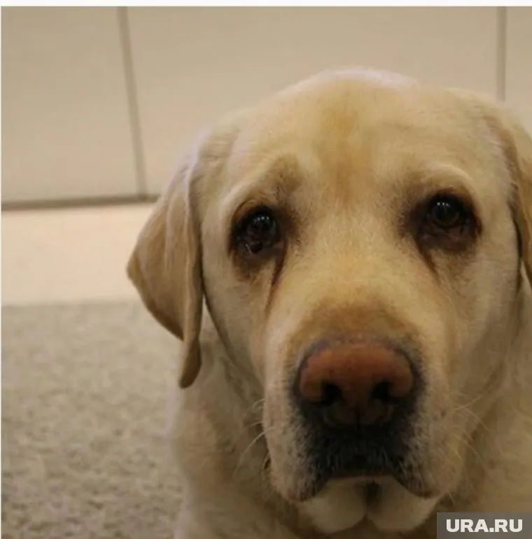 В один год "ушли" все собаки Жанны