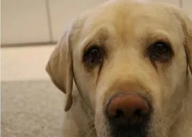 От рака умер любимый пес Жанны Фриске