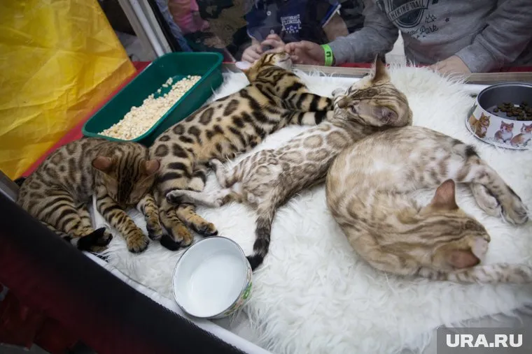 Известно, что санкции введены до 31 мая 2022 года