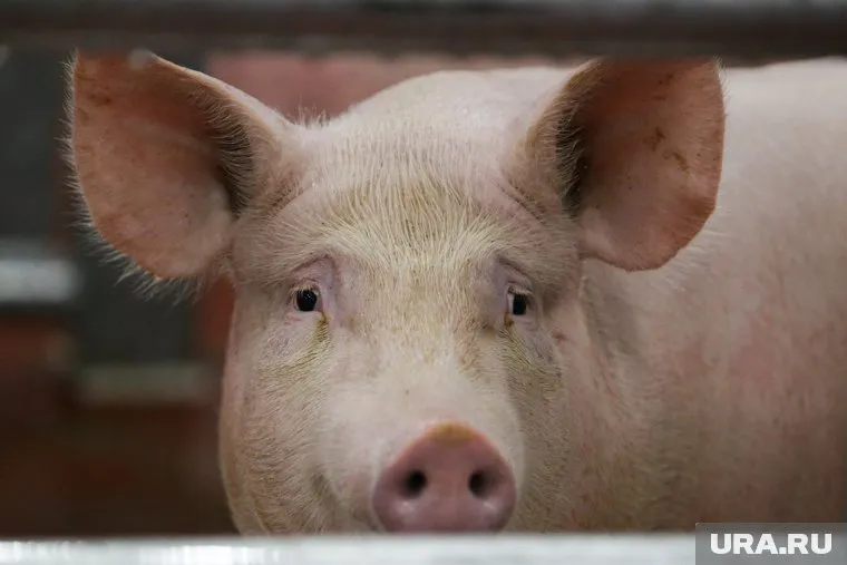 Африканской чумой заболели свиньи фермерского хозяйства «Капсамун»