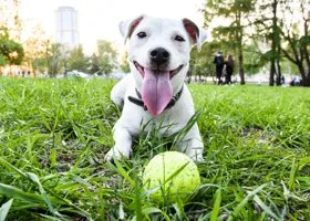 В Госдуме отказались поддержать закон о штрафах за самовыгул животных