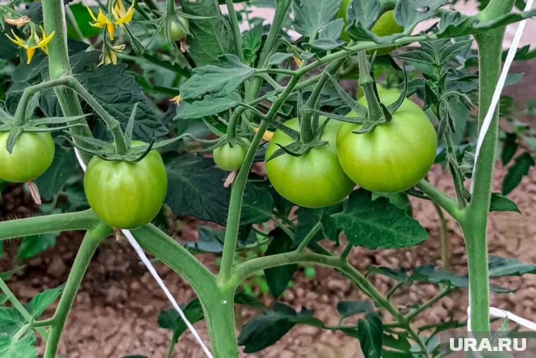 Он находится недалеко от Чайковского