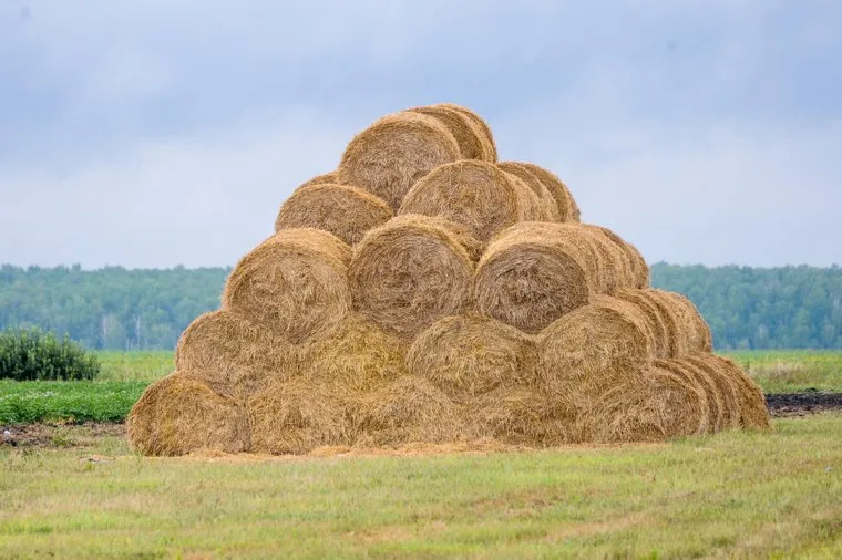 Алексей Текслер в Красноармейском муниципальном районе ознакомился с ходом уборочных работ, посетил объекты благоустройства, социальные, спортивные и образовательные учреждения. Челябинск