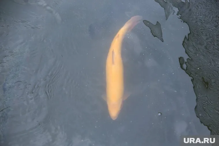 Мужчина поймал огромную рыбу на реке Юган. (Архивное фото)