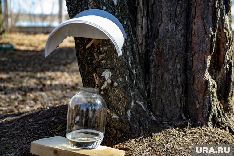 Челябинцы открыли сезон сбора березового сока