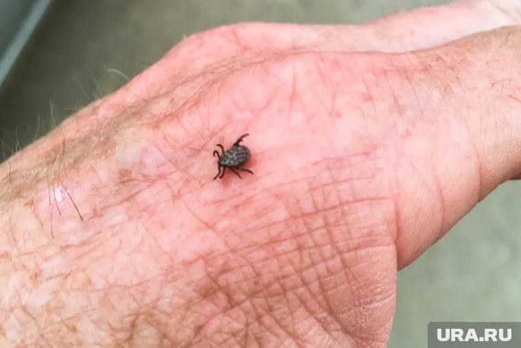 Первый укус клеща зарегистрировали в Нягани
