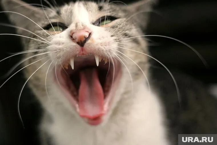 Оказалось, что животное заражено бешенством (архивное фото)