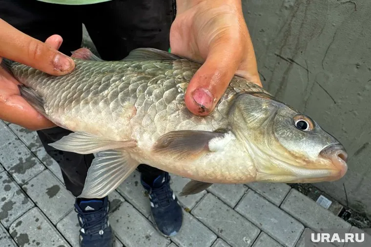 Пользователи буквально сходят с ума от дуреющего карася