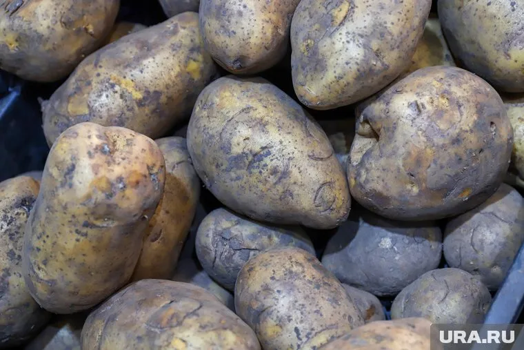Сбор раннего картофеля в регионе начнется в июле