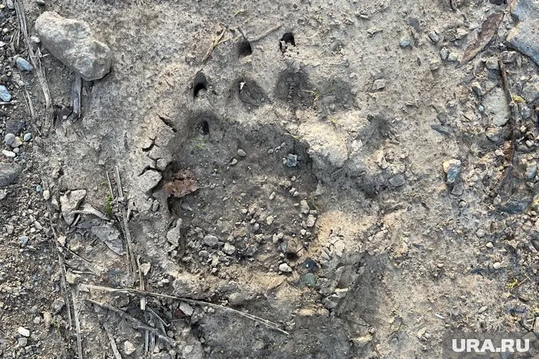 Возле Салыма бродят медведи с медвежатами