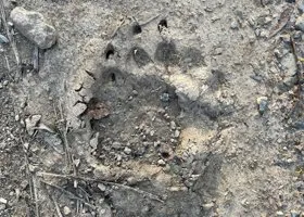 Возле поселка в ХМАО жители заметили медведей