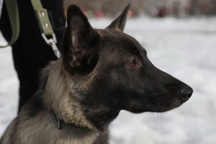 Собаки из приюта. Екатеринбург