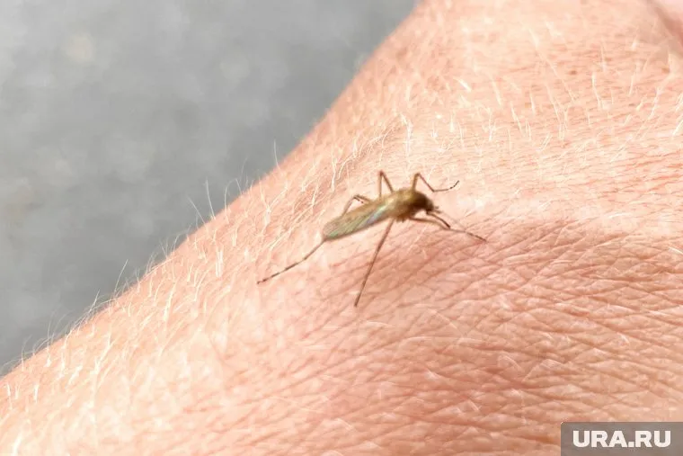 Момент укуса комара можно не почувствовать