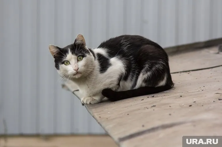 Сантехники сказали, что виновато животное