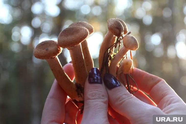 В Челябинской области началась вторая волна роста грибов