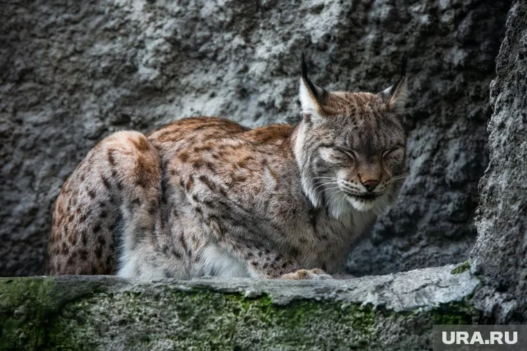 Югорчане все чаще стали замечать на территории региона диких животных