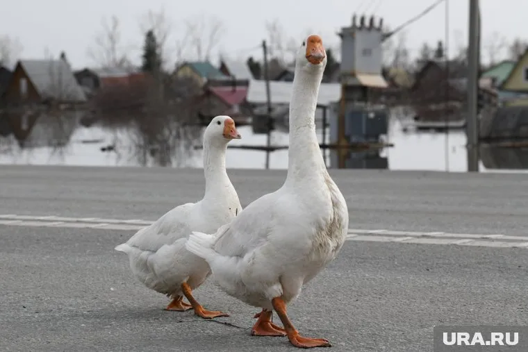 Гуляющих гусей заметили в центре Челябинска