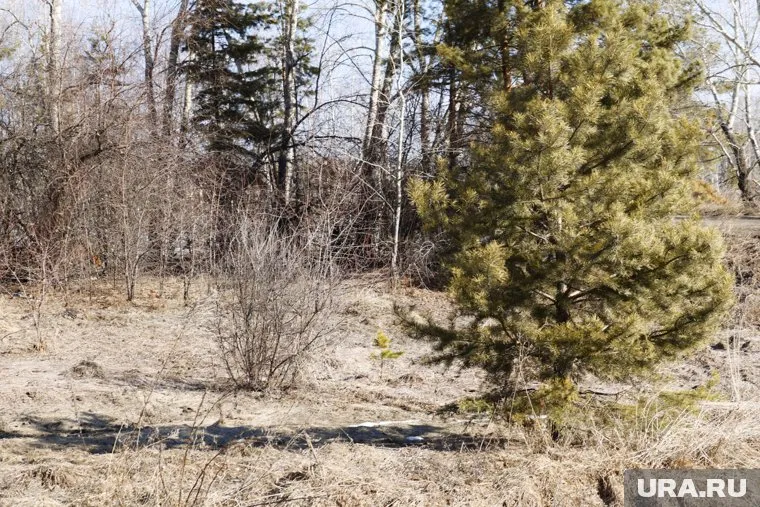 В Кургане продлили запрет на посещение лесов