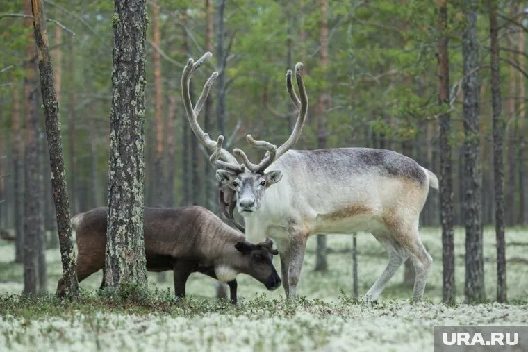 За сбитое на трассе животное водителям грозят штрафы