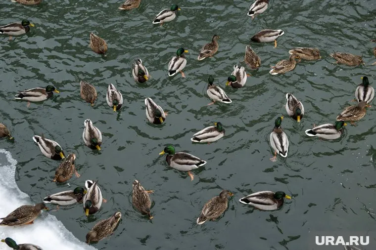 На реках Перми осталось зимовать более 1800 уток