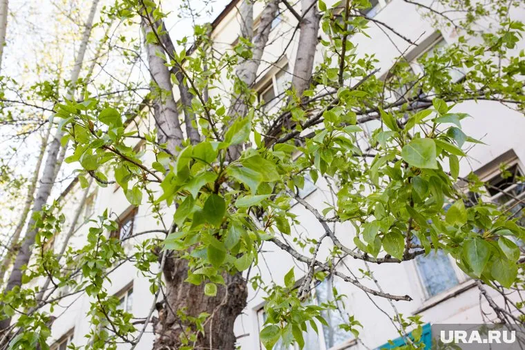 Горожане просят подрезать тополя у дома