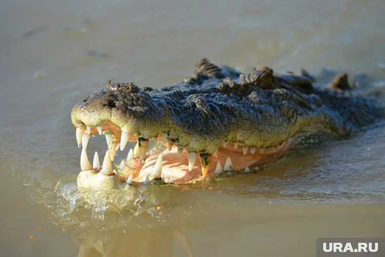 Ежегодно в Мексике отмечается несколько случаев нападения рептилий на человека