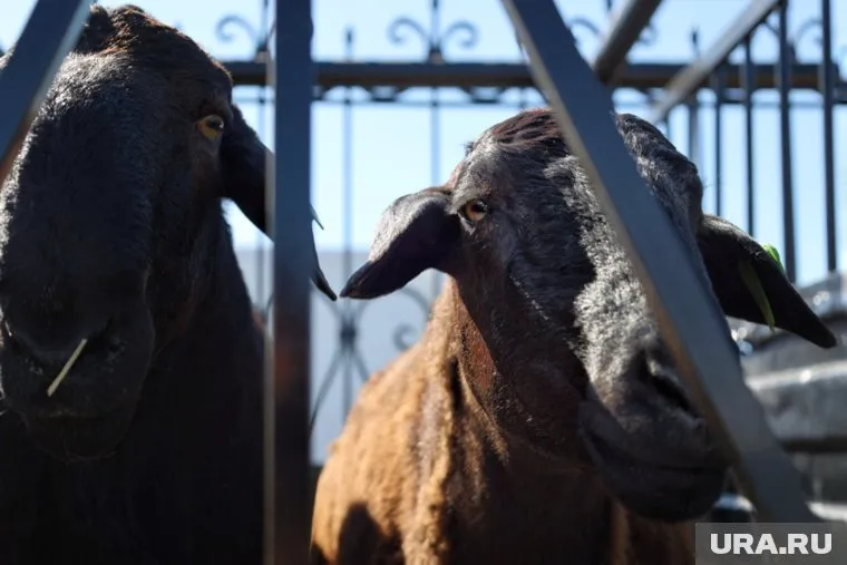 В контактном зоопарке при грузинском ресторане в Тюмени уже живут утки и бараны