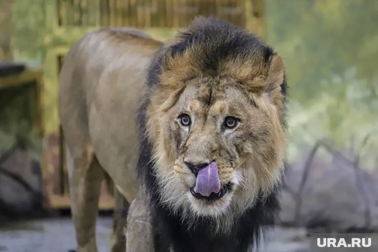 За содержание льва на даче блогер из Сургута может получить штраф
