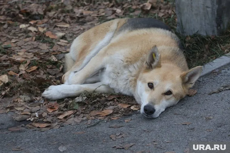 На улице Электросетей в Тюмени собаки бросаются на детей и взрослых