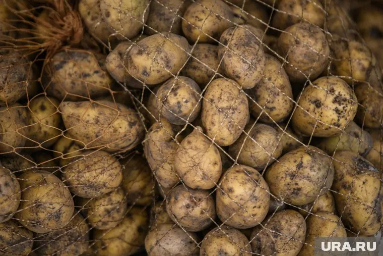 Полностью обезопасить зеленый картофель с помощью термической обработки не получится