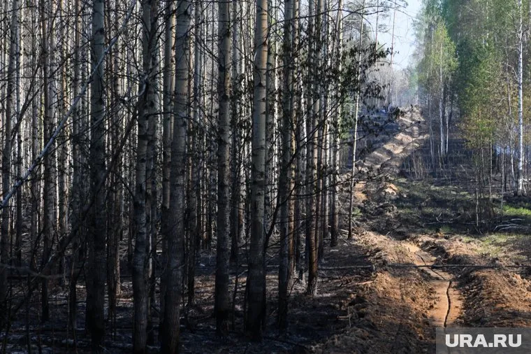 Свердловчанка, найденная в лесу, покончила с собой
