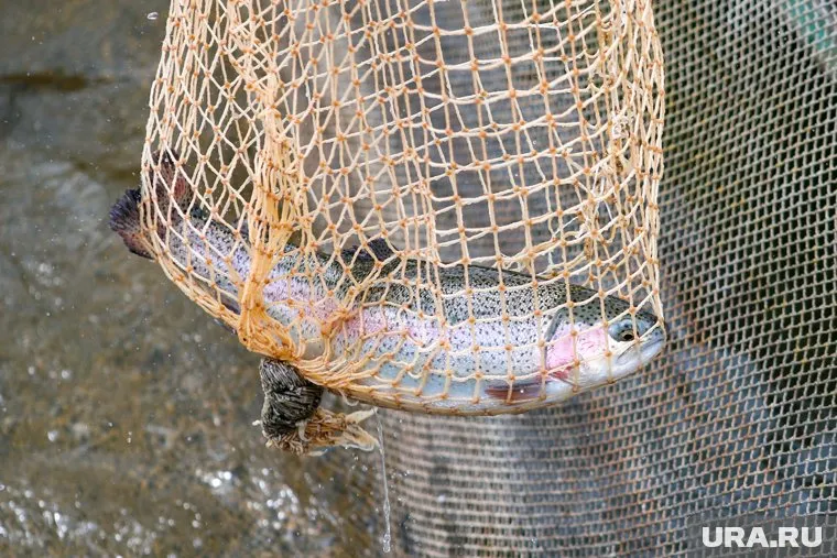 На пермяка, поймавшего 15 рыб, завели уголовное дело