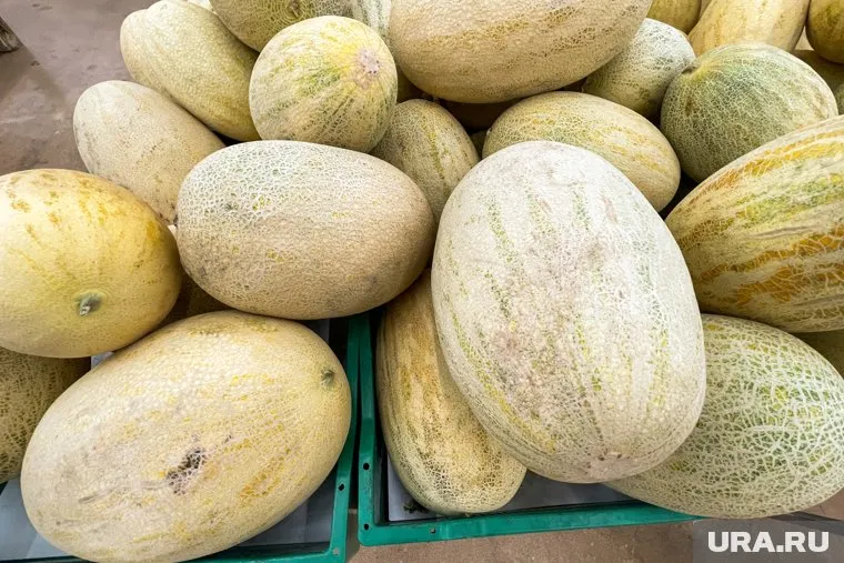 Дыни вернулись в Казахстан отправителю груза